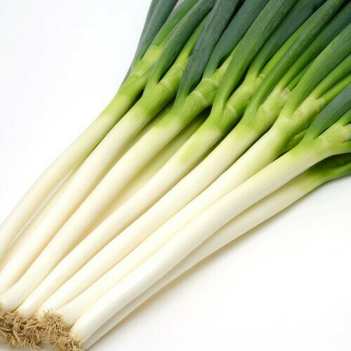 みかど協和 ネギ 秋の宝山 コート6000粒