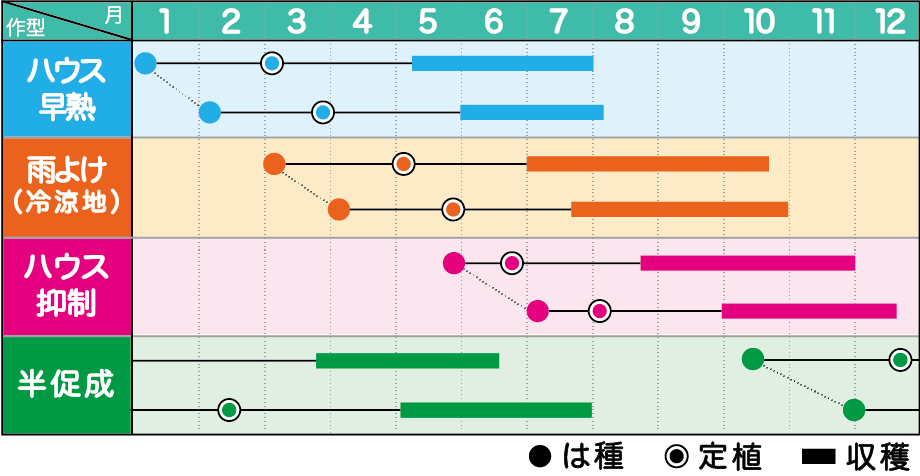 みかど協和 トマト ひなた　100粒