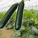 みかど協和 ズッキーニ KZパワー 100粒