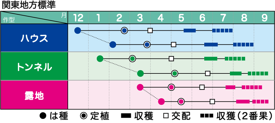 たね みかど協和 スイカ 種子 マダーボール66　小袋