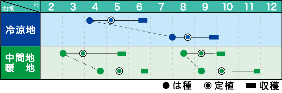 みかど協和 リーフレタス レッドインパルス　小袋