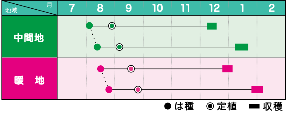 みかど協和 ブロッコリー りんな Mks B97 コート 5000粒 種苗 園芸ショップ 種もり みかど協和 ブロッコリー りんな Mks B97 コート 5000粒 種苗 園芸ショップ 種もり