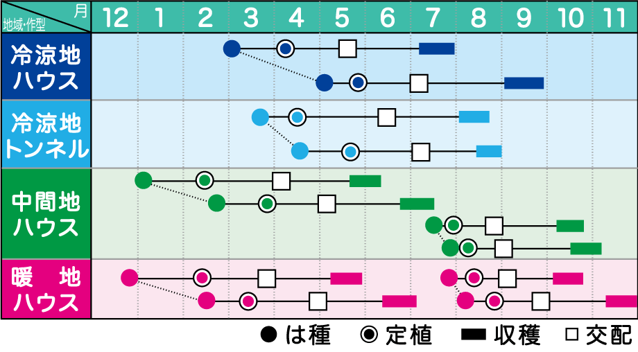 たね みかど協和 メロン 種子 ルピアレッド　100粒