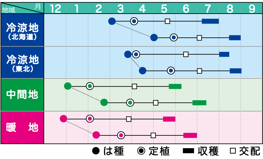 たね みかど協和 メロン 種子 ルピアレッド219　小袋