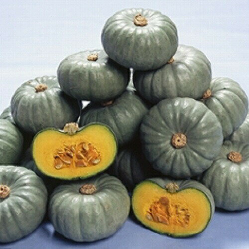 みかど協和 カボチャ 白い坊ちゃん　100粒