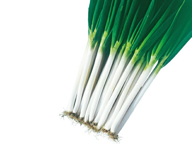 たね 武蔵野種苗園 ネギ 元蔵(もとくら) コート 1万粒