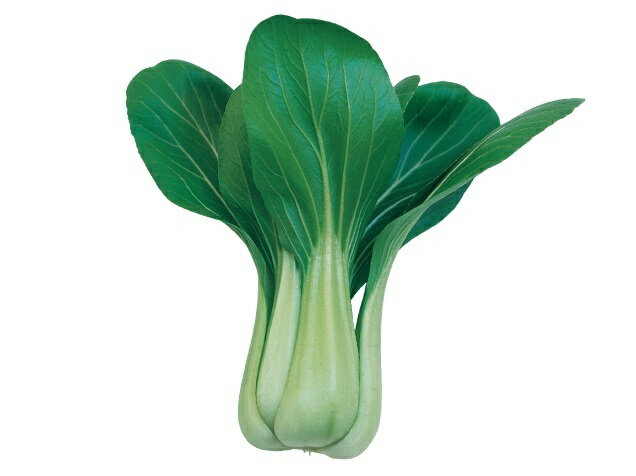 たね 武蔵野種苗園 チンゲンサイ 夏賞味2号(なつしょうみ) コート 5000粒