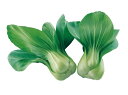 たね 武蔵野種苗園 青梗菜 ツィリン 20ml