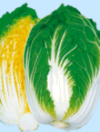特性 ネコブ病抵抗性黄芯白菜。 ネコブ病に非常に強い抵抗性を示すので、地域、菌密度によっては土壌殺菌剤を施用せずに栽培が可能である。 播種後80日前後で収穫できる中生種。 球内部の黄色と外葉の緑、白とのコントラストが非常に綺麗で、 漬物加工業者から高い支持を得ている。 また、食味は非常に良く新理想と同等で、 他品種と比較対照が厳しい直売所においても優位な販売ができる。 球は胴張り、尻張り共に良い包頭型で、 適期収穫では3.5kgになる豊産種。 栽培の注意 日本で見つかっている代表的なネコブ病菌の混合菌を使用し、 幼苗検定を繰返し行い育成したネコブ病抵抗性品種ですが、 他にも菌の系統かあり地域によってはネコブの着生があるかもしれませんので、 あらかじめ御了承下さい。