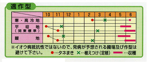 日本農林 キャベツ きゃべつ　さつき女王　小袋 2