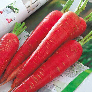 たね タキイ種苗 ニンジン にんじん 人参 京くれないEX　ペレット1万粒