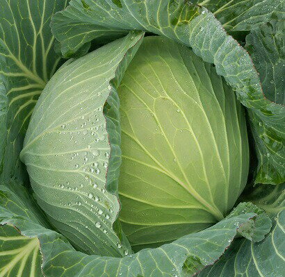 日本農林 キャベツ きゃべつ　円楽　コート5000粒
