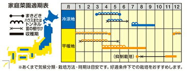 ナント種苗 カボチャ 特濃こふき5.6（ゴーテンロク）100粒