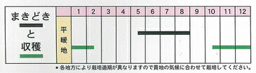 ナント種苗 ニンジン 本紅金時人参（ほんべにきんとき）小袋