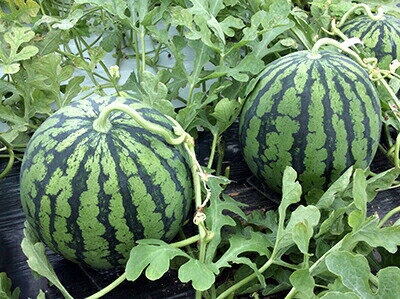 たね ナント種苗 スイカ 種子 羅 皇（らおう）小袋