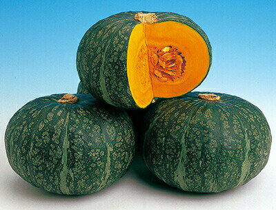 ナント種苗 カボチャ くりまさる　小袋