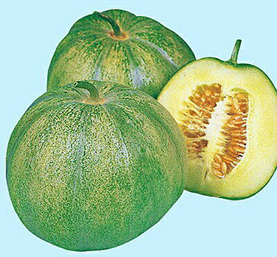 ナント種苗 マクワ 近江野菜　なりくらマクワ　小袋のサムネイル