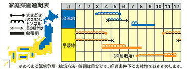 ナント種苗 カボチャ こふき　500粒