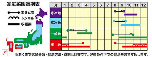 ナント種苗 ホウレンソウ スクープ　コート 3万粒