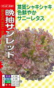 極晩抽性で芯上がりの遅い中生サニーレタス。 草姿は開張性で株張りは良い。 葉質はやや硬めで揃いが良く、耐暑性があり幅広い作型で栽培しやすい。