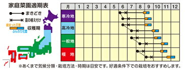 ナント種苗 カリフラワー ゆきのこ（シュガーカリフラワー）コート 1000粒