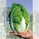 野崎採種場 ハクサイ まいこ Lコート 5000粒