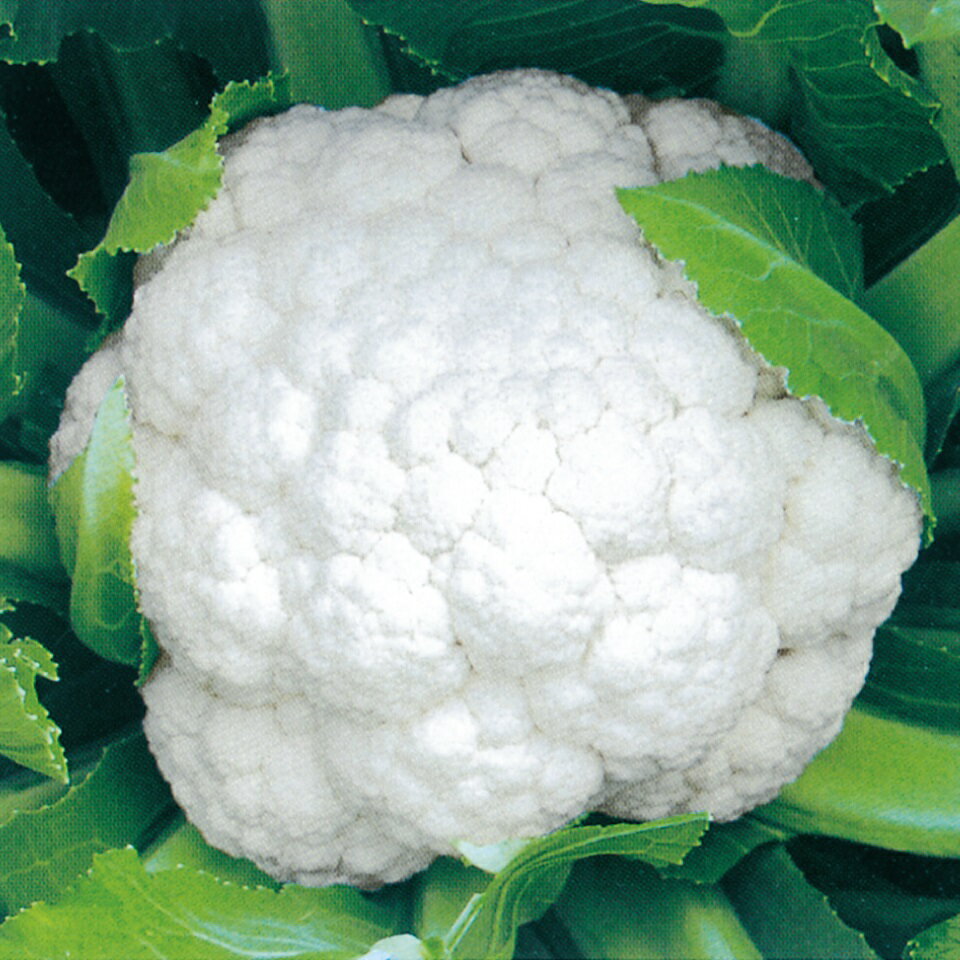 野崎採種場 カリフラワー まり月 Lコート 5000粒