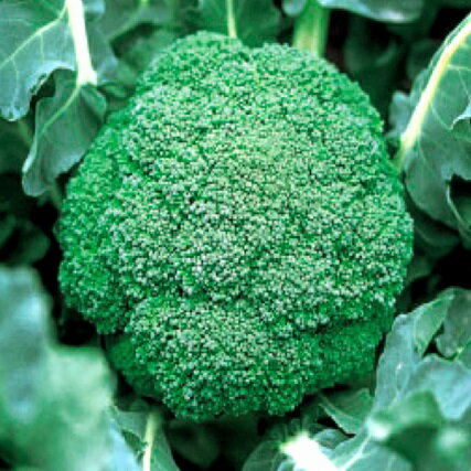 野崎採種場　ブロッコリー　N-85　10ml