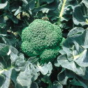 野崎採種場 ブロッコリー 晩緑99 Lコート 5000粒