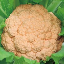 野崎採種場 カリフラワー オレンジステラ コート小袋