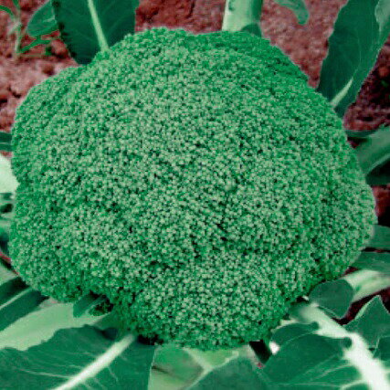 野崎採種場 ブロッコリー 美緑408 Lコート 5000粒