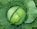山陽種苗 キャベツ 甘藍 きゃべつ 早生秋宝甘藍 2000粒