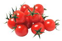 山陽種苗　トマト とまと　レッドチェリー　1000粒