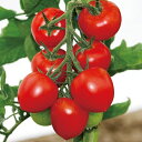 山陽種苗　トマト とまと　こくあじ　1000粒