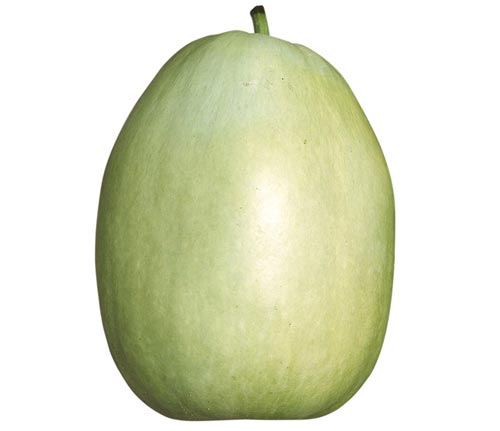 山陽種苗　中長かんぴょう　小袋