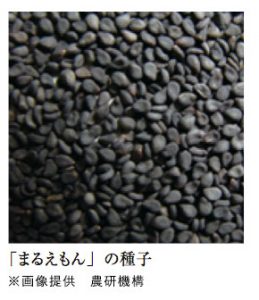 たね 佐藤政行種苗 ごま　ゴマ　黒胡麻　まるえもん　小袋　PVP