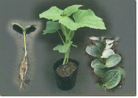 シード 台木カボチャ ブルーム台木　ウルトラ9B　　1L