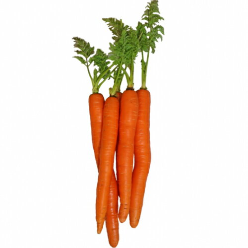 トキタ種苗 イタリア野菜 ニンジン バーニャカウダ人参 オレンジ2 コート1000粒