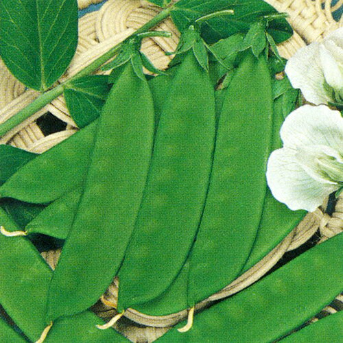 ġݥå 㤨֥ȥ 䤨ɤʼ˸Ʀ1LפβǤʤ6,149ߤˤʤޤ