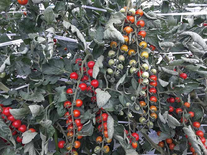 トキタ種苗 トマト とまと　TSX-827　1000粒