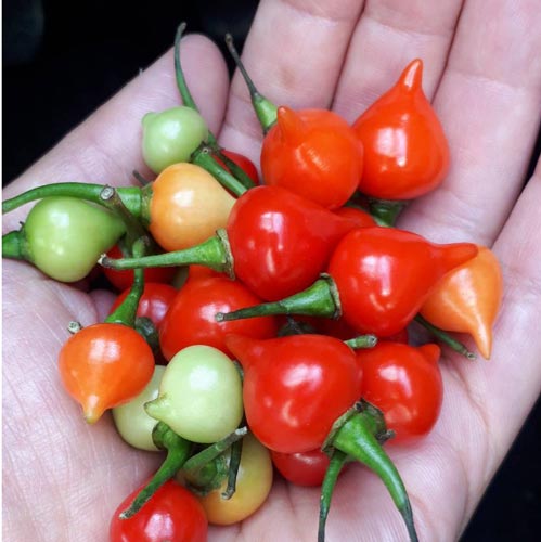 トキタ種苗 トウガラシ とうがらし 唐辛子　ビキーニョ　小袋