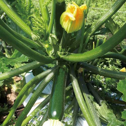 トキタ種苗 ズッキーニ ゼルダ・750Z TSX-750Z 100粒