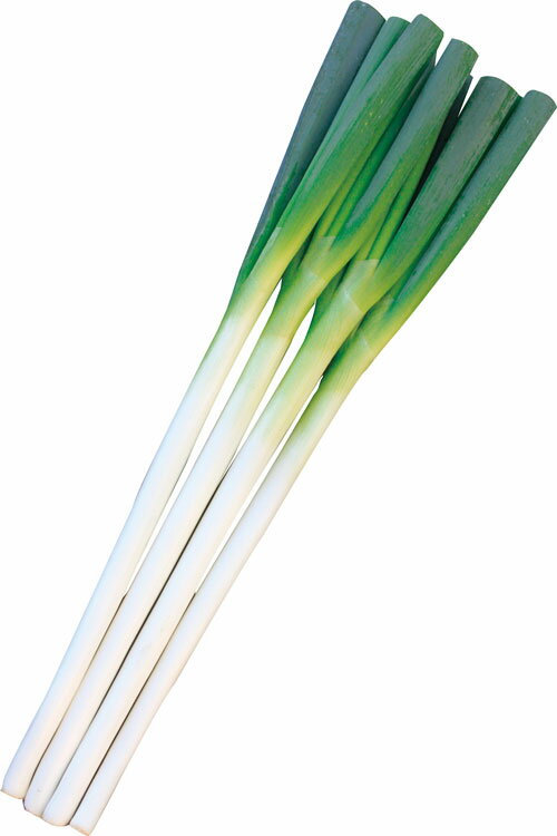 トキタ種苗 ネギ 大地の響き　コート 5000粒