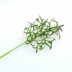 トキタ種苗 コリアンダー ナリーパクチー 1l 種苗 園芸ショップ 種もり トキタ種苗 コリアンダー ナリーパクチー 1l 種苗 園芸ショップ 種もり