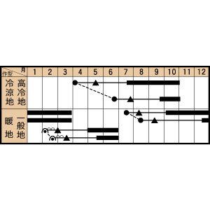 トキタ種苗 黒キャベツ カーボロネロ　コート 1000粒 3