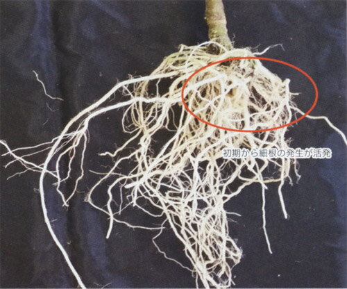 トキタ種苗 トマト台木　キャディ503　100粒
