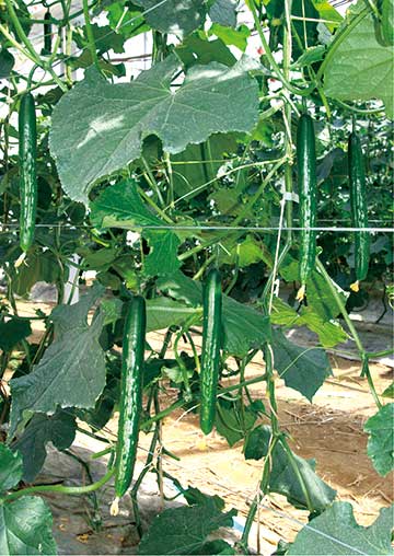 ときわ研究場　キュウリ きゅうり 胡瓜　クラージュ2　350粒