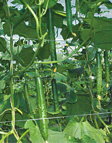 ときわ研究場　キュウリ きゅうり 胡瓜　ワントップ　350粒