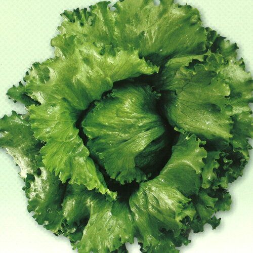 ツルタ　レタス　 ステディ コート1000粒