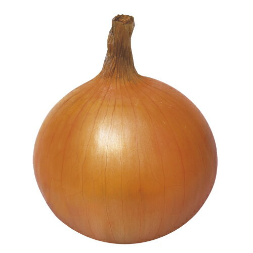 たね 渡辺採種場 タマネギ キーパー808 コート小袋